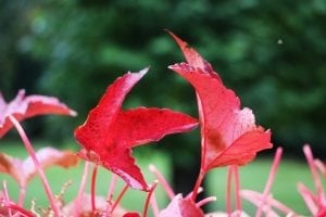 Røde efterårsblade