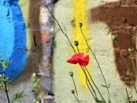 Blomsterne på Nørrebro