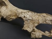 Kraniet fra et 1,77 millioner gammelt næsehorn, foto: KU