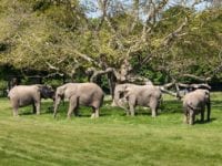 De sidste cirkuselefanter i Danmark er nu blevet lukket ud på den lollandske savanne i Knuthenborg Safaripark. Foto: Asger Thielsen