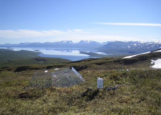 Mosser og træspirer konkurrerer om pladsen i Arktis