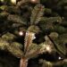 På søndag kickstartes julestemningen i København: Det store juletræ bliver tændt på Rådhuspladsen