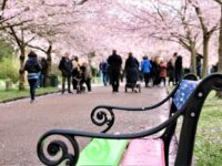 Bispebjergs lyserøde forårsbebuder blomstrer igen