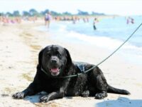 Husk det nu: 1. april skal strandhunden i snor